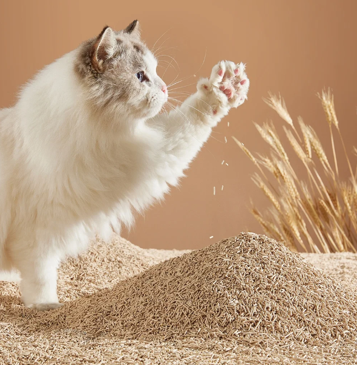 cat litter